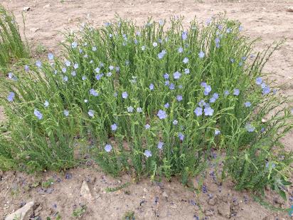 Click for 1 image(s) for this accession.